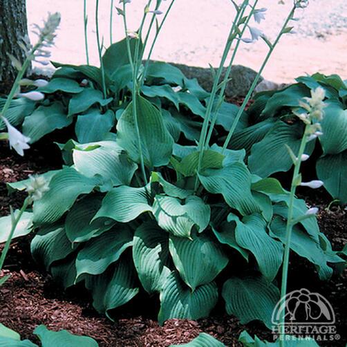 Hosta 'Blue Angel'