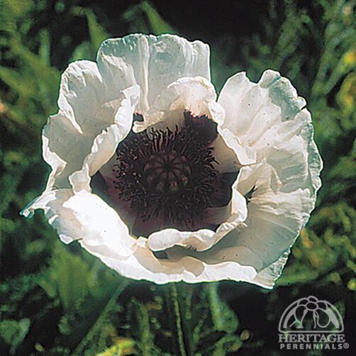 Poppy, Oriental 'Royal Wedding'