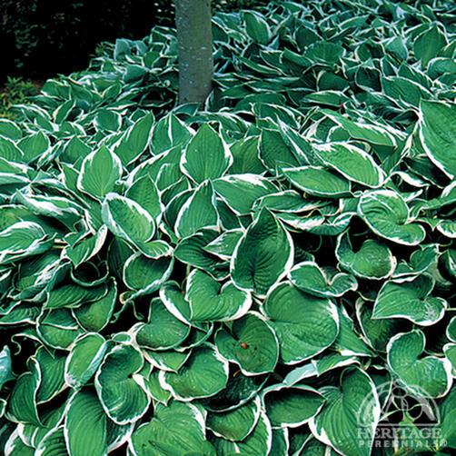 Hosta 'Francee'