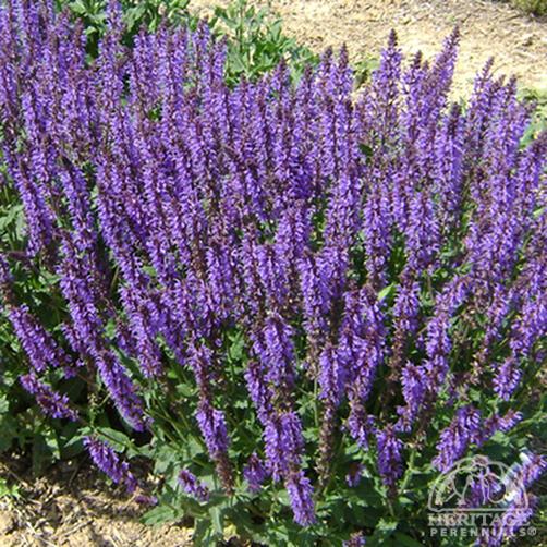 Salvia 'Blue by You'