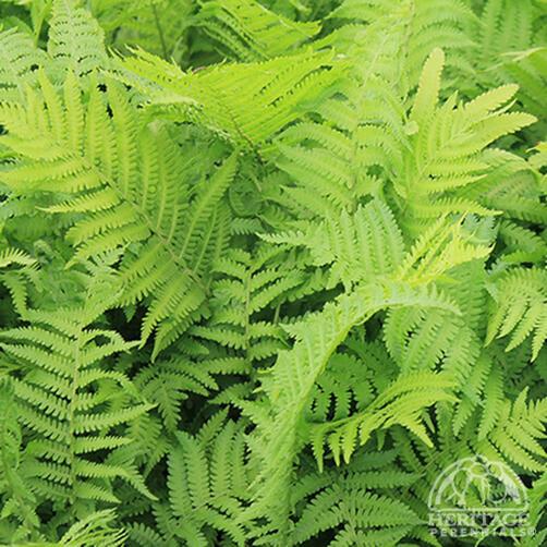 Ostrich Fern 'The King' 6"
