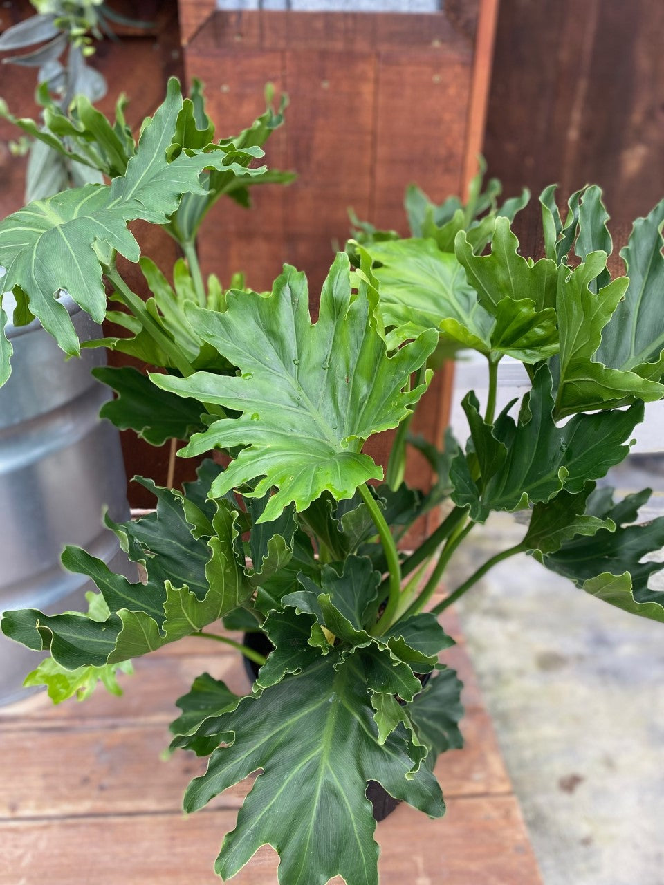 Philodendron Hope Selloum 10"