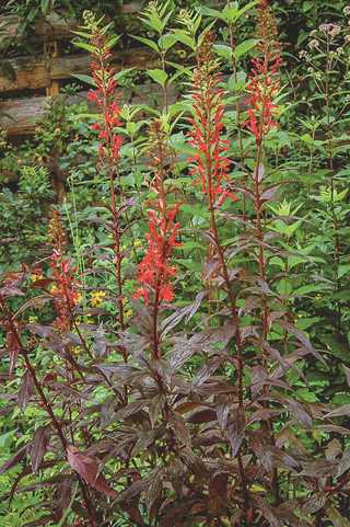 Cardinal Flower 'Black Truffle'