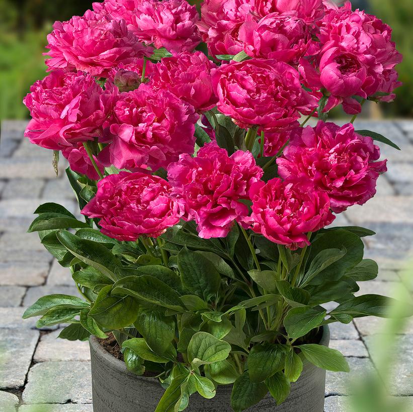 Peony, Patio 'London'