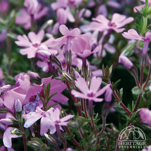 Moss Phlox 'Fort Hill' 9cm