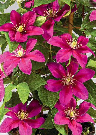 Clematis Combo 'Acropolis & Diana's Delight'