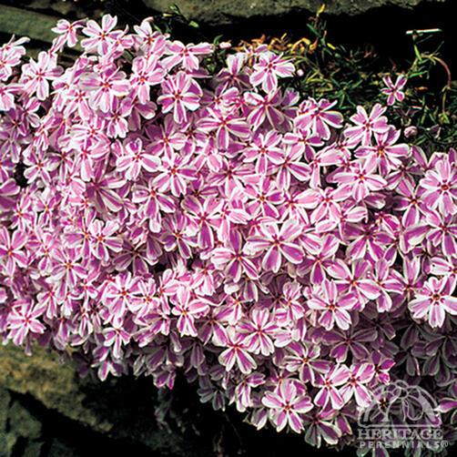Moss Phlox 'Candy Stripe' 9cm