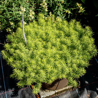 Sedum 'Prima Angelina'