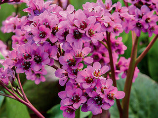 Bergenia 'Rotblum' 1G