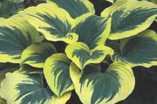 Hosta 'Liberty'