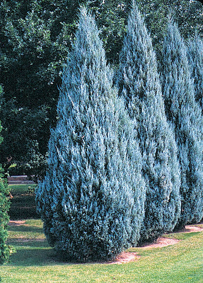 Juniper, Blue ' Moffat' 7G
