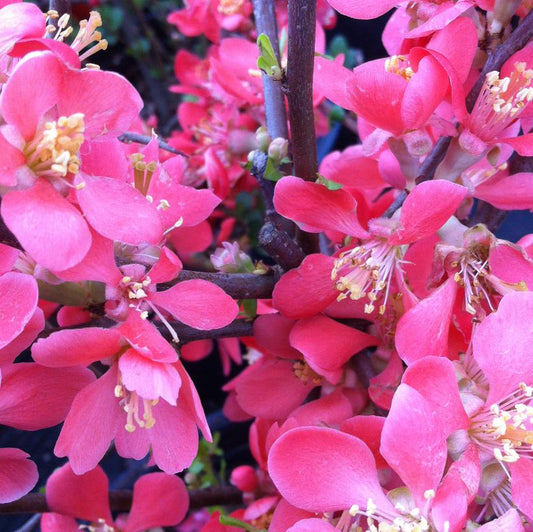 Japanese Quince 'Texas Scarlet'