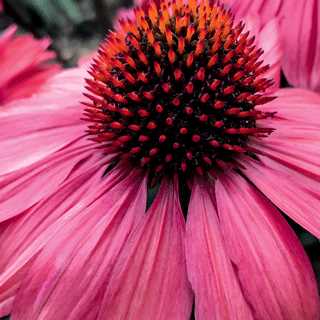 Coneflower 'Eye Catcher Coral Craze'