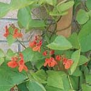 POLE BEAN SCARLET RUNNER - SEED