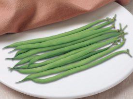 BEAN FRENCH FILET SERENGETI SEED