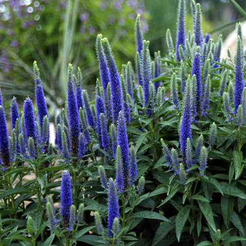 Speedwell 'Royal Candles'