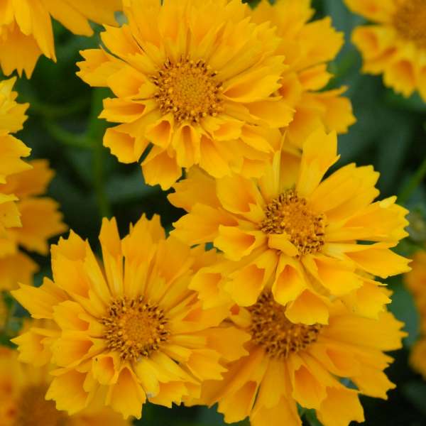 Coreopsis 'Jethro Tull'
