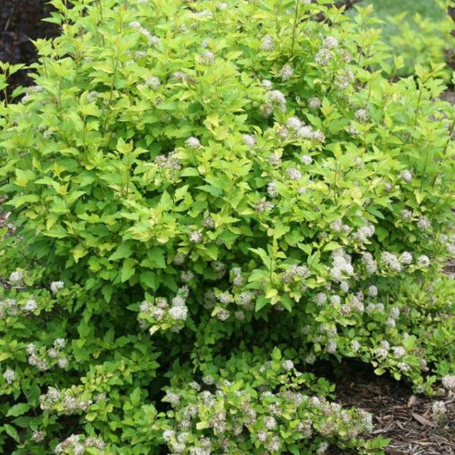 Ninebark 'Tiny Wine' PW