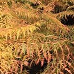 Sumac, Cutleaf Staghorn  'Tiger Eyes'