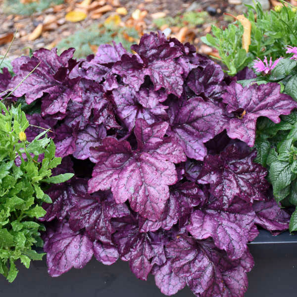Coral Bell 'Wildberry' PW