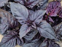 BASIL DARK OPAL - SEED