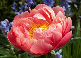 Peony 'Coral Sunset'