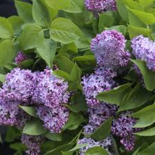 Lilac Tree Form 'Flowerfesta Purple'
