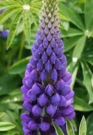 Lupine 'Gallery Blue'