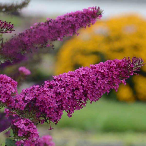 Butterfly Bush 'Queen of Hearts'