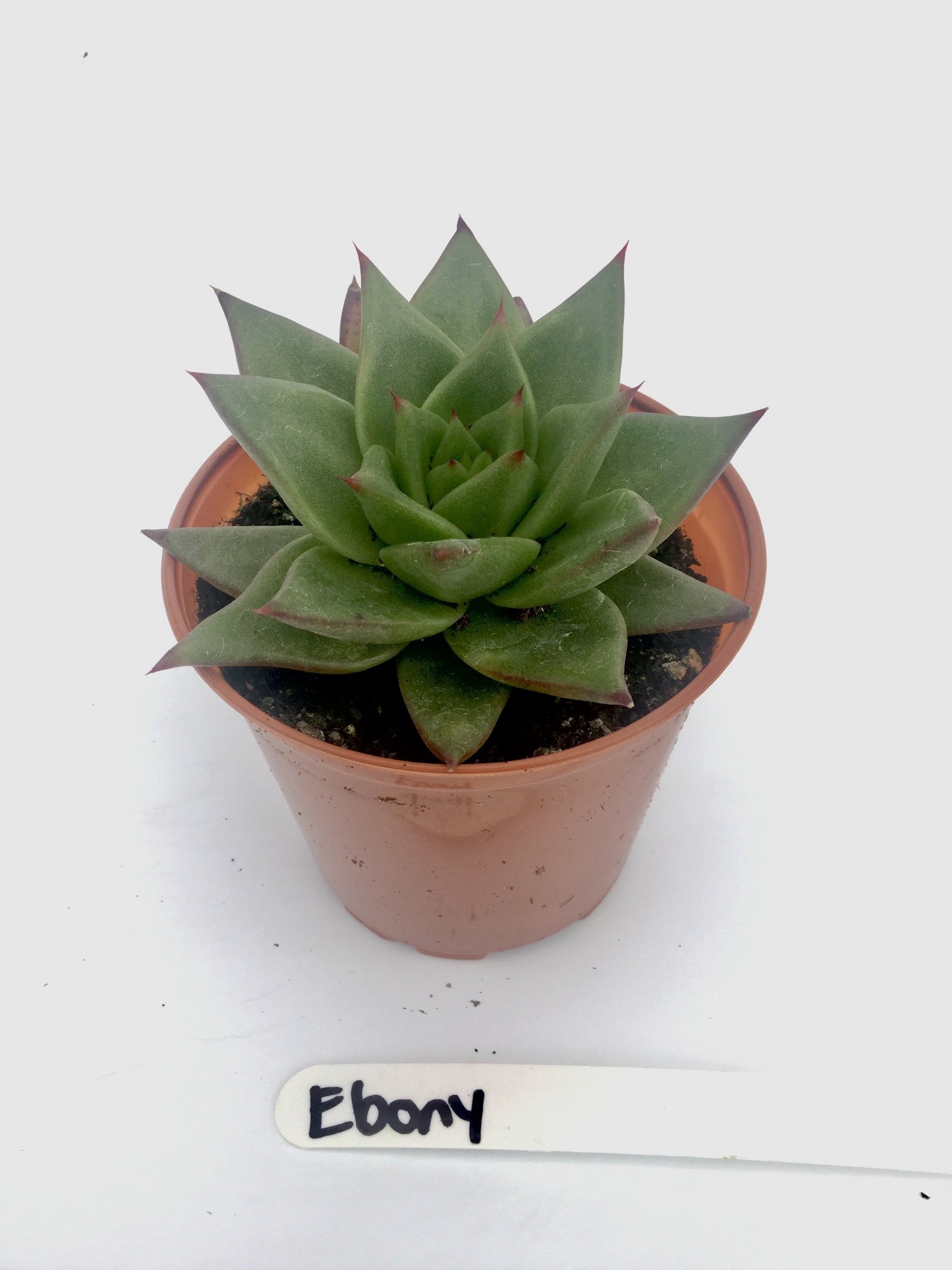 Echiveria Ebony 3"