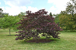 Eastern Redbud 'Forest Pansy'