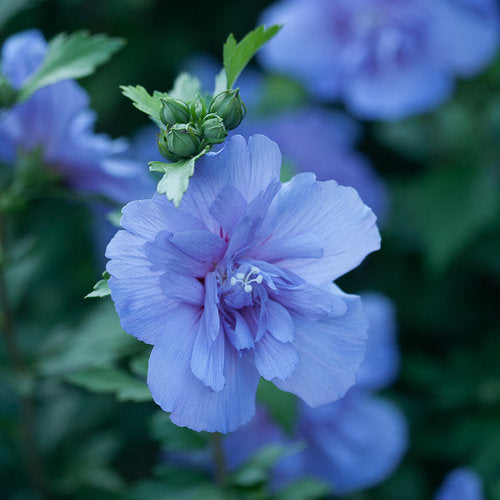Rose of Sharon Tree Form 'Blue Chiffon' PW