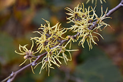 Witchhazel, Common
