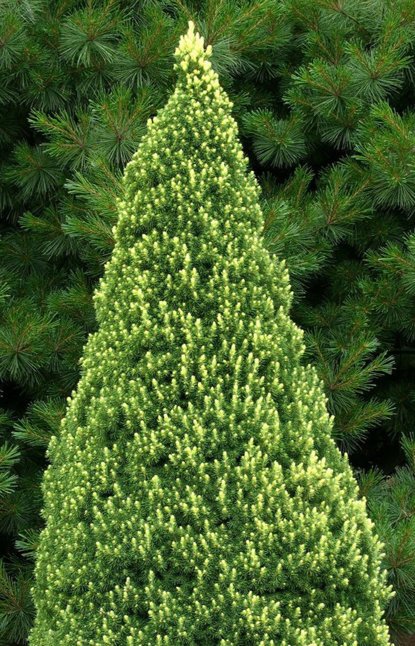 Spruce, Alberta Dwarf 'Rainbows End'