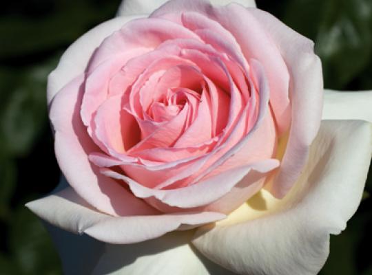 Tea Rose 'Francis Meilland' 2Gal