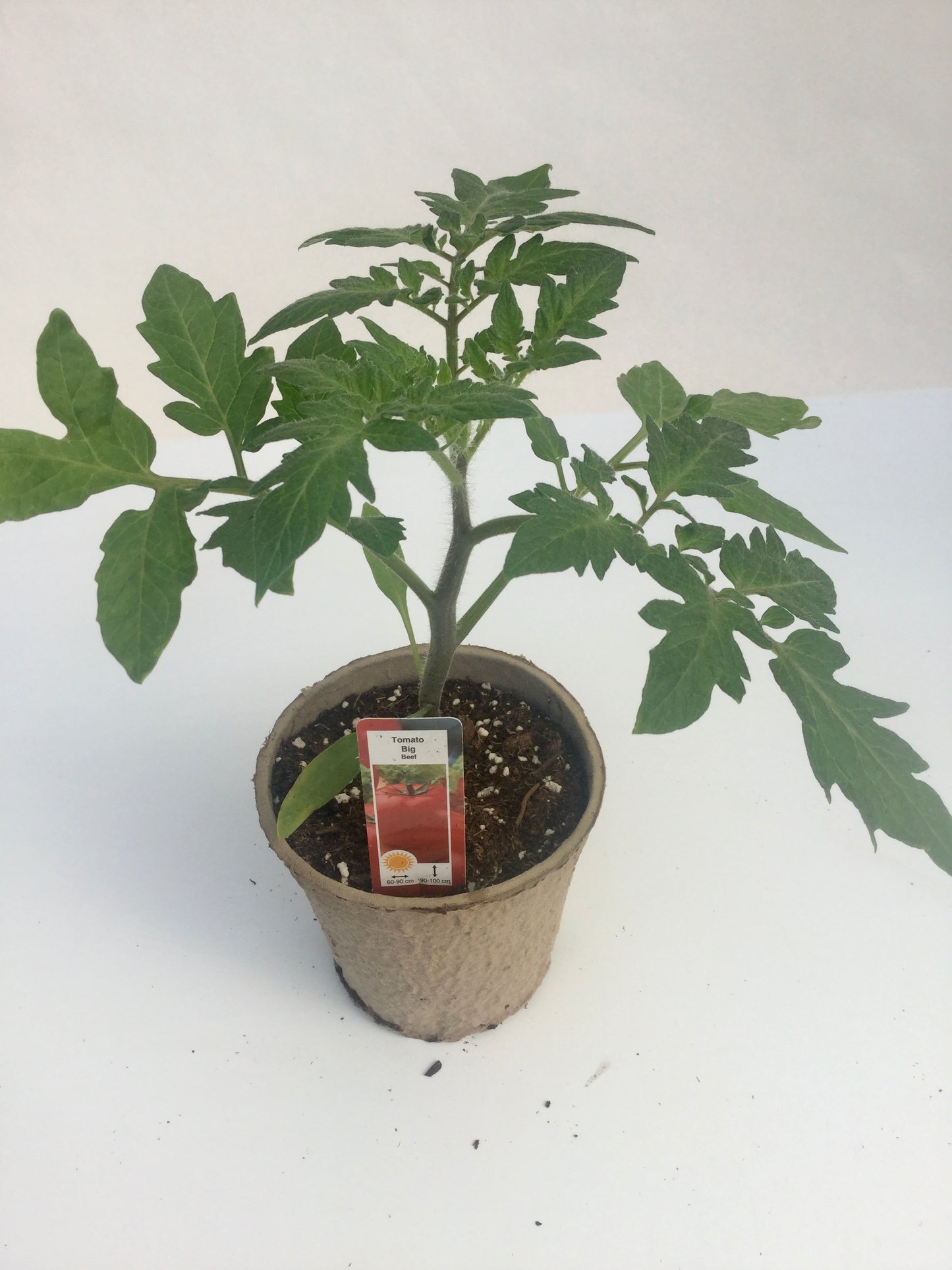 Tomato 'Big Beef' 4" Fibre