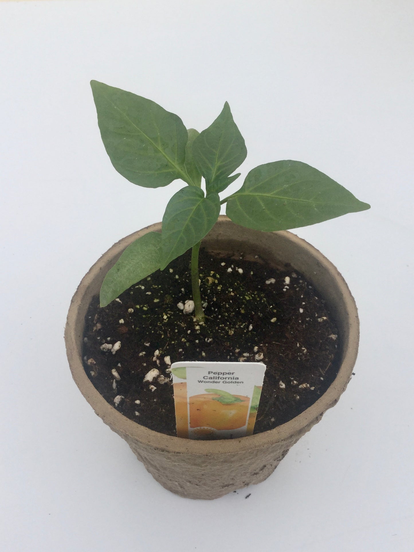 Pepper 'Golden California Wonder'