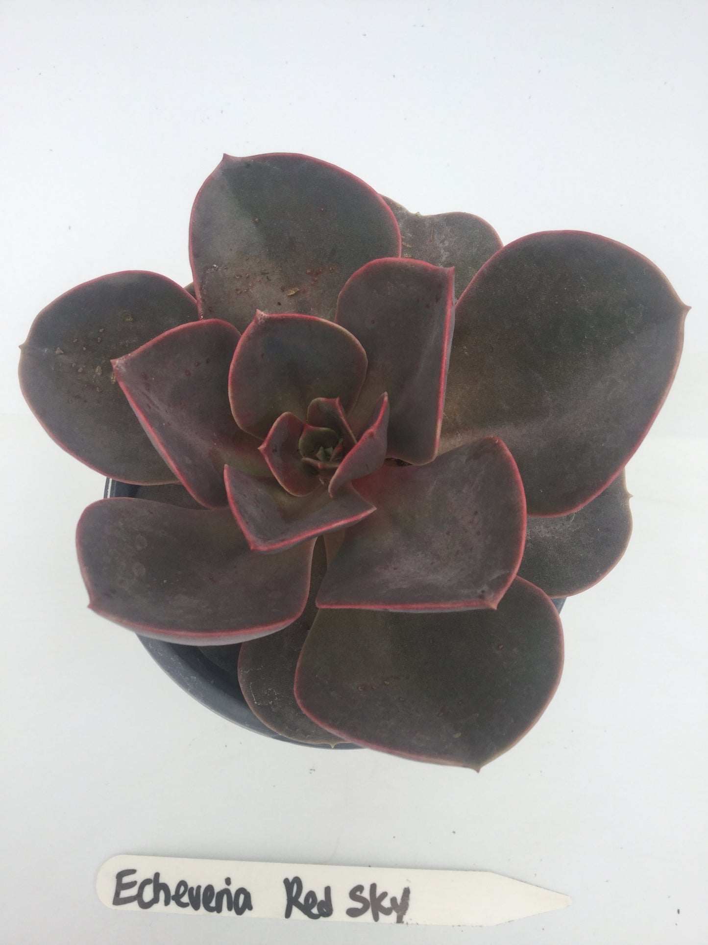 Echeveria Perle Von Nurnberg 3"
