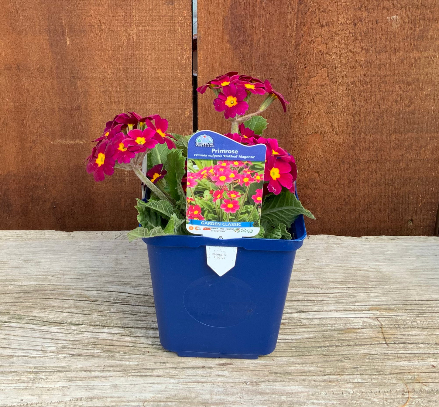 Primrose 'Oakleaf Magenta'