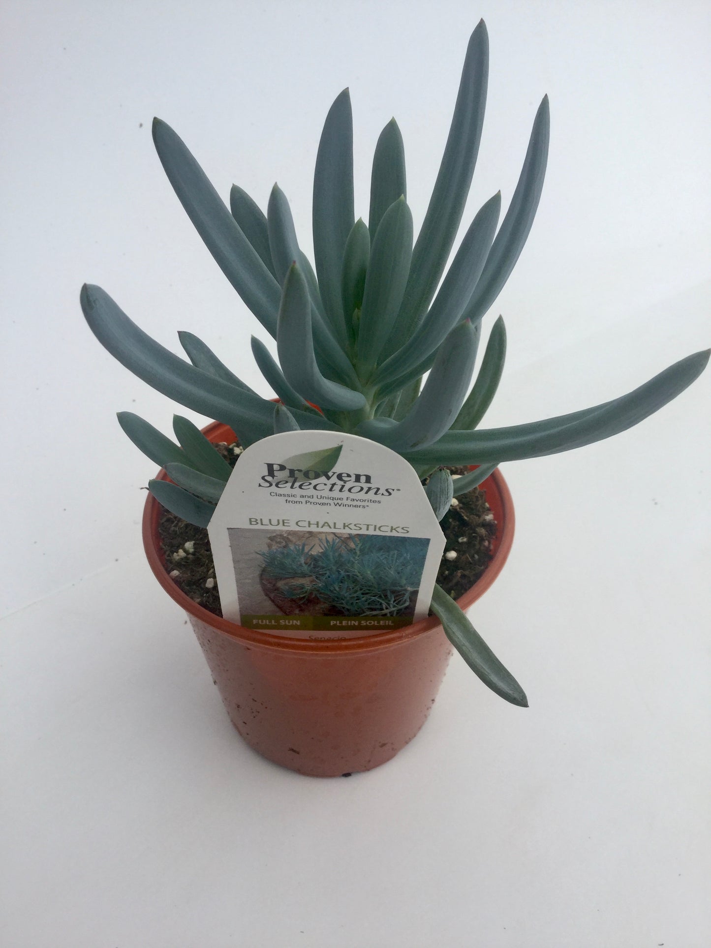 PW - Senecio - 4.25", Blue Chalk Sticks