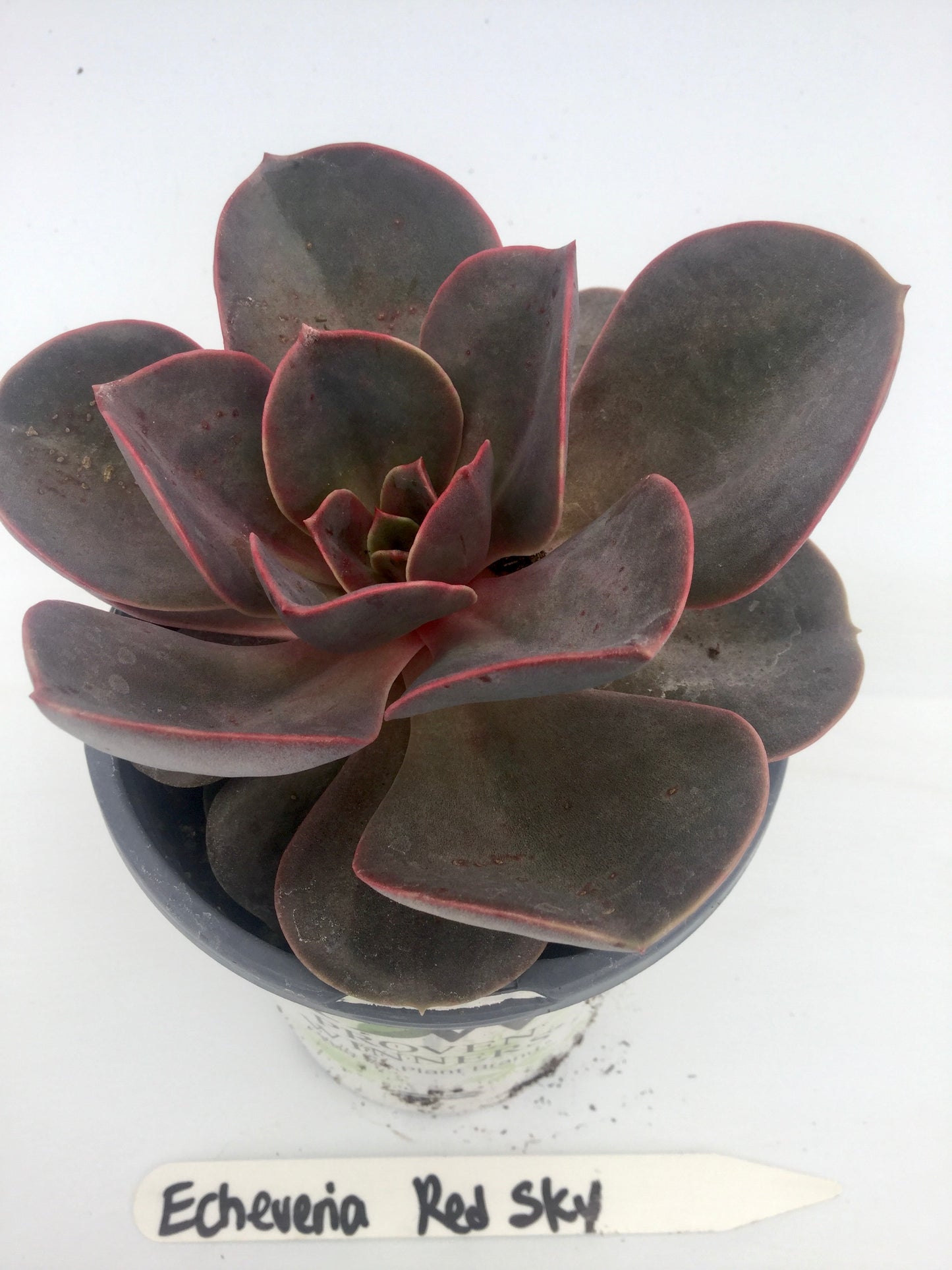 PW - Echeveria - 4.25", Red Sky