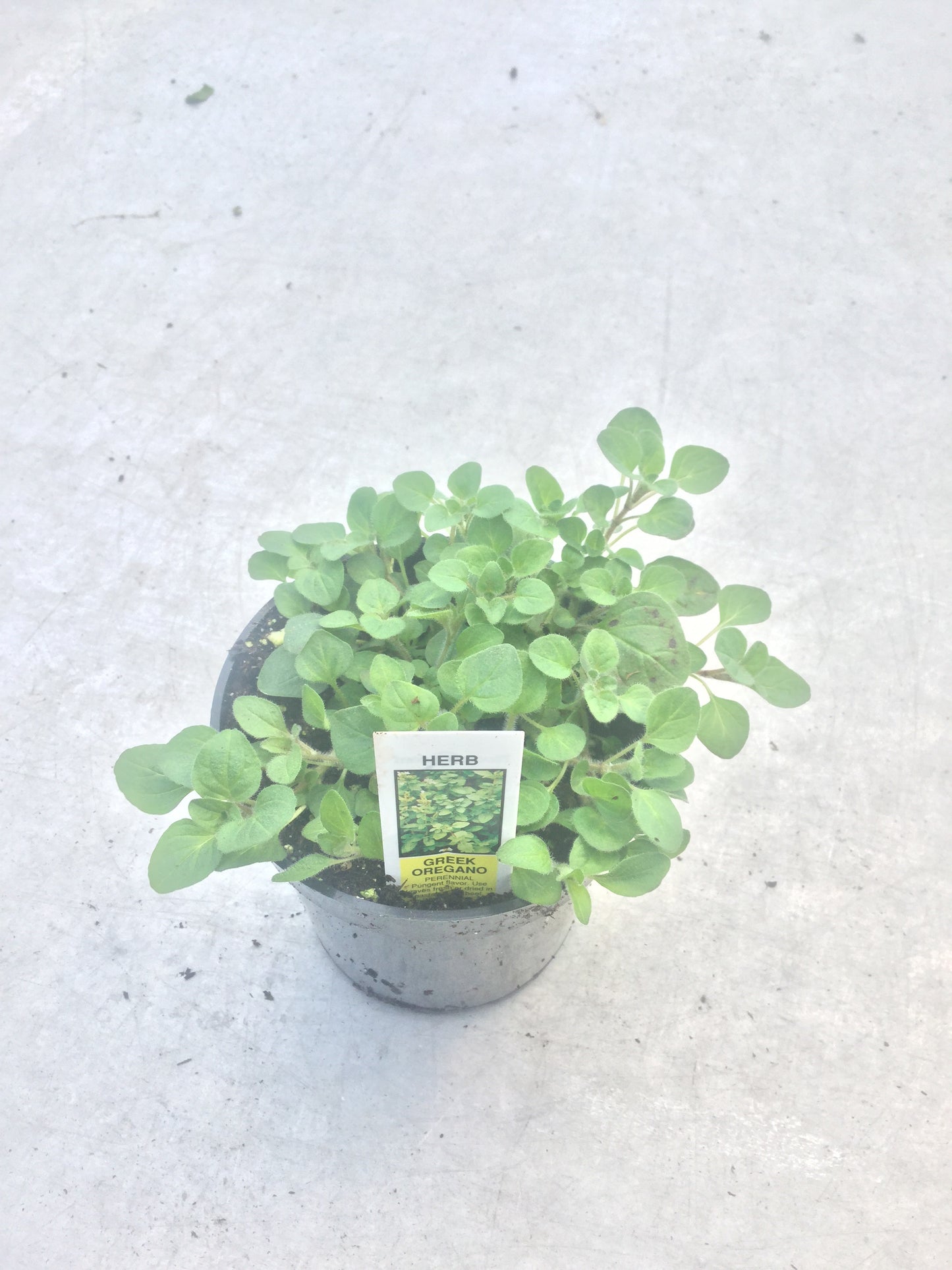 Oregano 'Greek' 4"