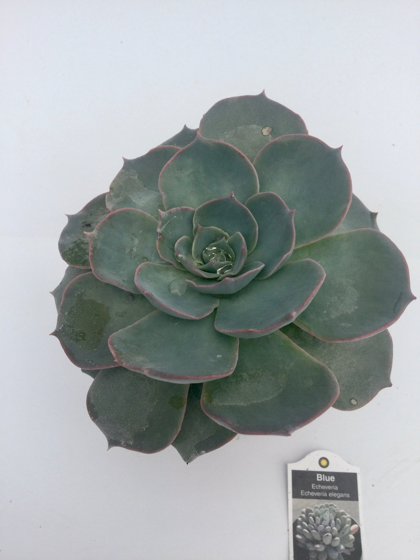Echeveria Subsessilis Blue 3"