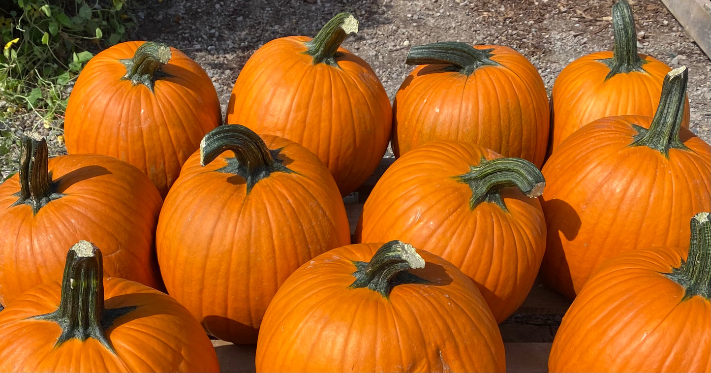 Pumpkin Carving Large