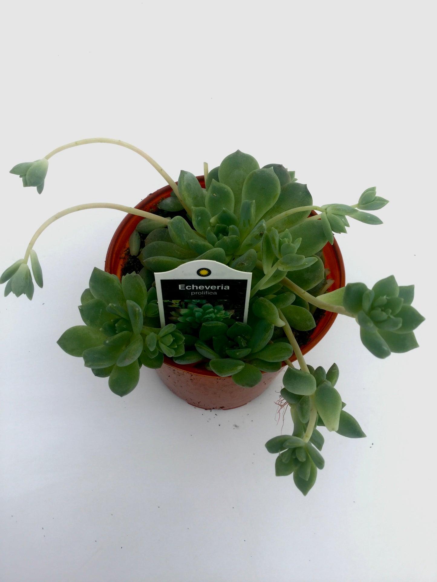 Echeveria Prolifica 3"