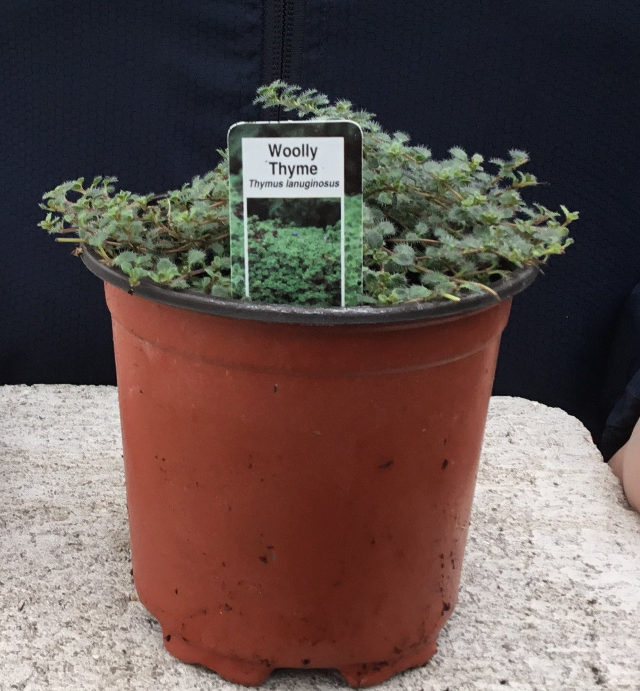 Thyme 'Woolly' 4"