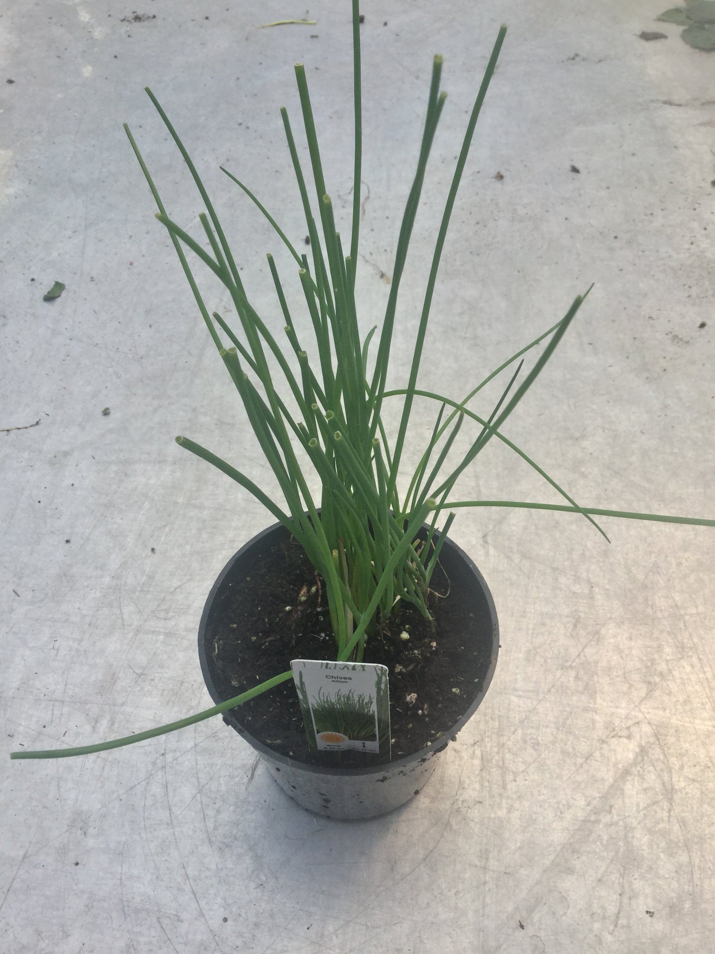 Chives 'Onion' 4"