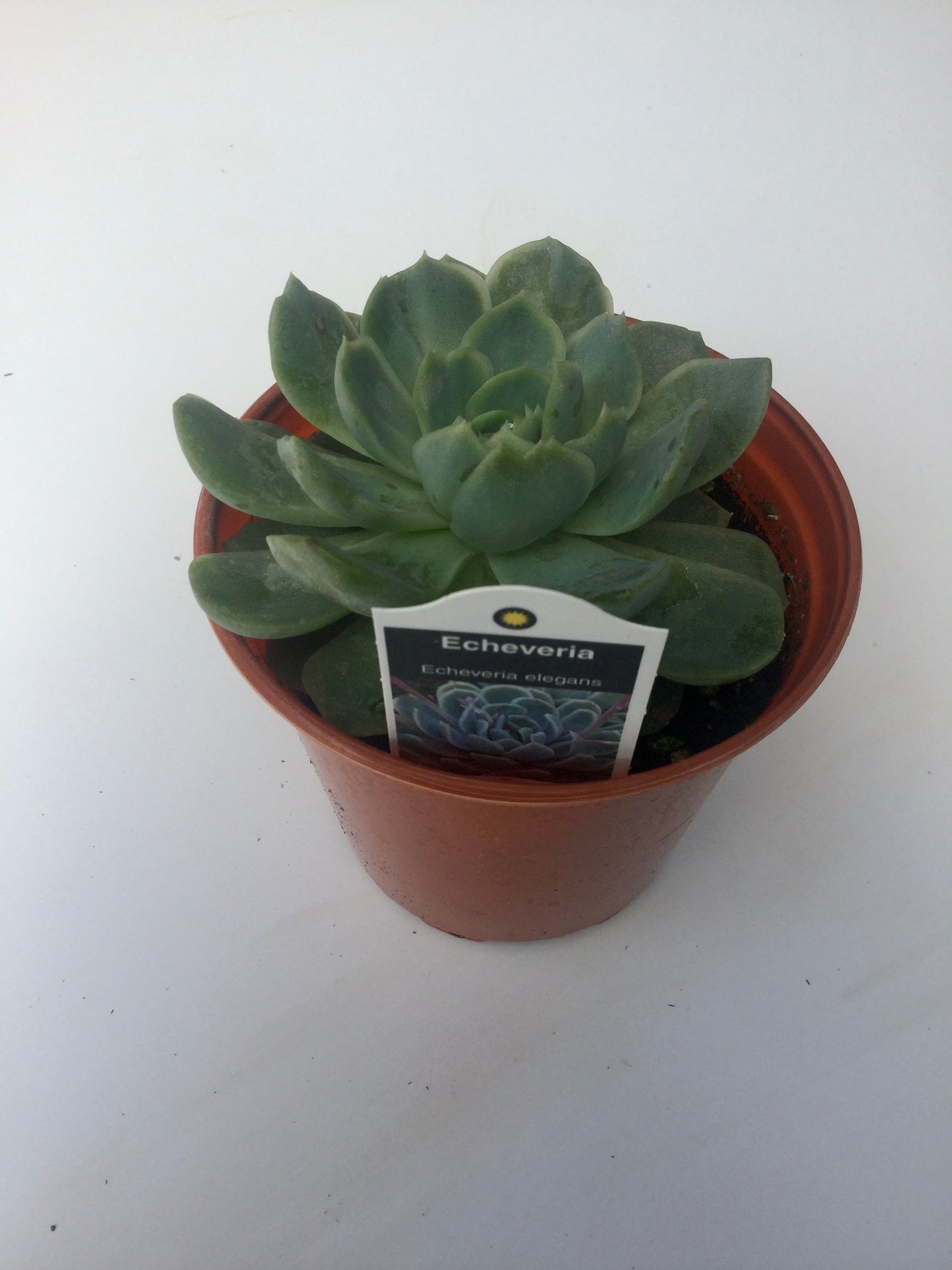 Echeveria Elegans 3"