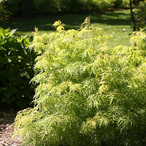 Elderberry 'Lemony Lace' PW