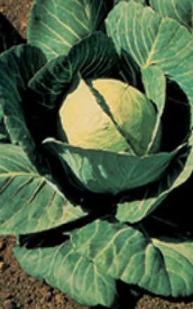 CABBAGE DANISH BALLHEAD - SEED